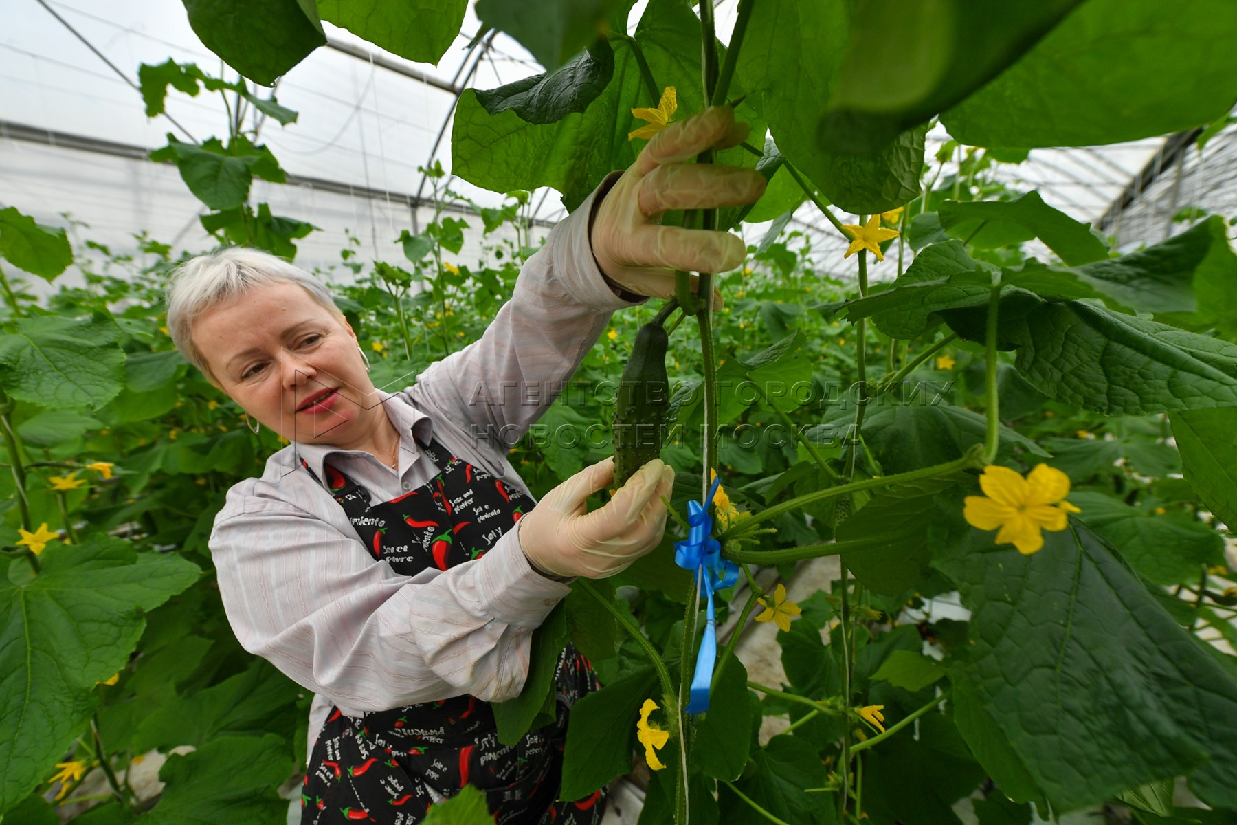 Уход за огурцами на грядке